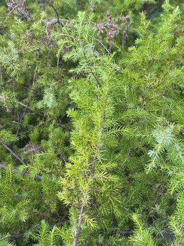 Juniperus taxifolia observed 2025-10-20