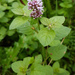 Watermint - Photo (c) A Emmerson, some rights reserved (CC BY-NC), uploaded by A Emmerson
