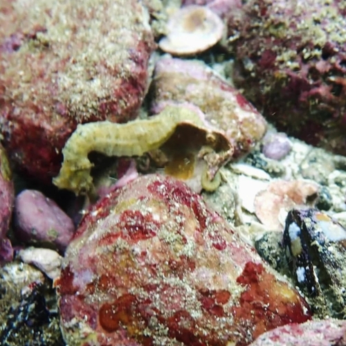 Giant Seahorse (Hippocampus ingens)