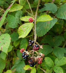 Rubus distractiformis