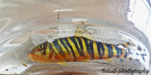 Bengal loach (Botia dario) — Cobitidae