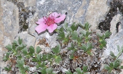 Potentilla nitida