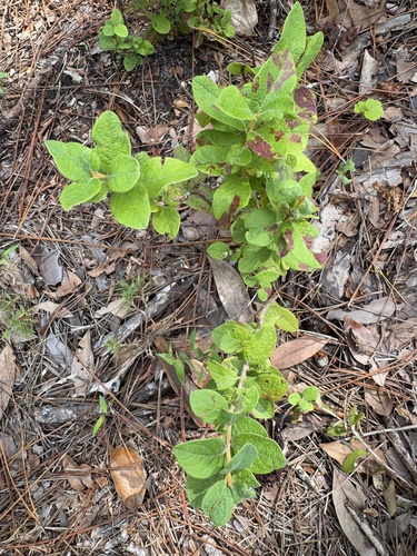 blue huckleberry (Gaylussacia tomentosa)