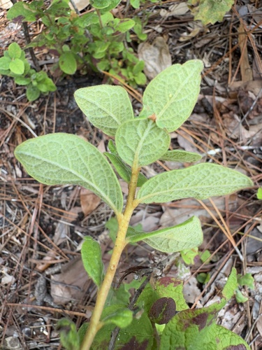 Gaylussacia tomentosa, photograph 3