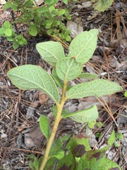 Gaylussacia tomentosa, photograph (c) Karen Guin, some rights reserved (CC BY)