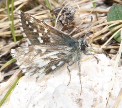 Pyrgus andromedae