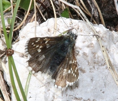 Pyrgus andromedae