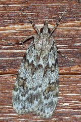 Scoparia basistrigalis
