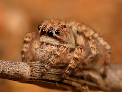 Langona hirsuta