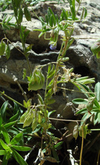 Vicia orientalis