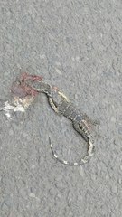 Varanus salvator bivittatus