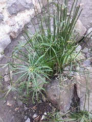 Cyperus alterniflorus