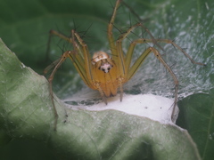 Oxyopes