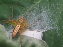 Oxyopes