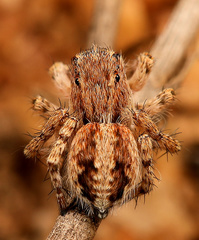 Langona hirsuta