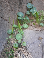 Umbilicus intermedius