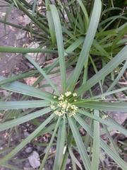 Cyperus alterniflorus