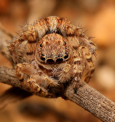 Langona hirsuta