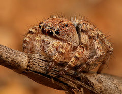 Langona hirsuta