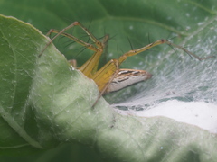 Oxyopes