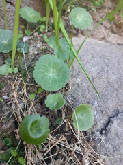 Umbilicus intermedius