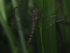 Neurothemis terminata