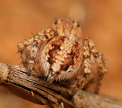 Langona hirsuta