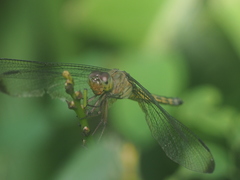 Neurothemis terminata