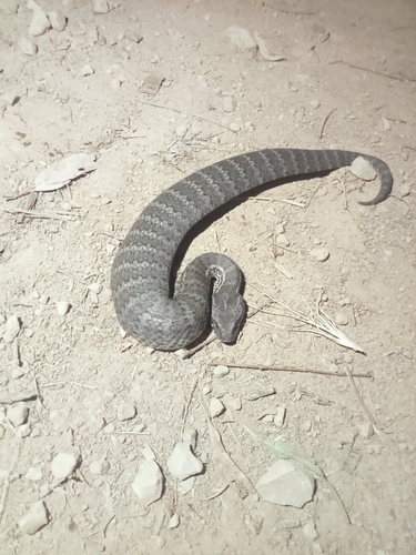Southern Death Adder sighting