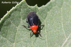 Aspidobothrys signaticollis