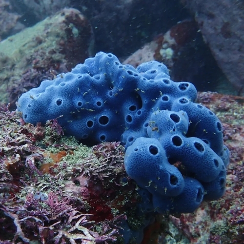 Amphimedon texotli (Amphimedon texotli)