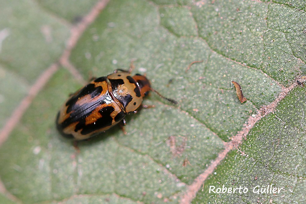 Mycotretus anchoralis