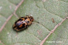 Mycotretus anchoralis