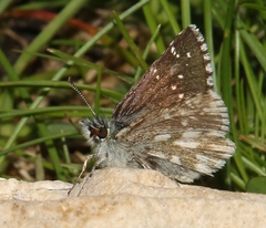 Pyrgus cacaliae