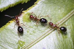 Dolichoderus tricolor