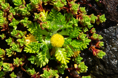 Leptinella lanata