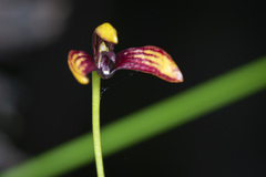 Bulbophyllum ngoyense