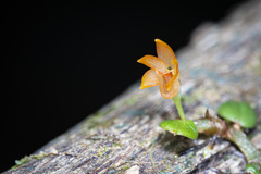 Porpax karikouyensis