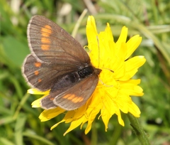 Erebia pharte