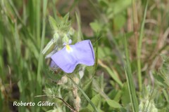 Pombalia calceolaria