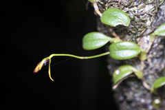 Bulbophyllum ngoyense