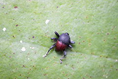 Trigonopterus