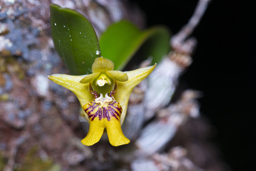 Ngoyense Orchid