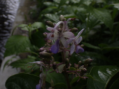 Rotheca myricoides