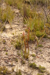 Disa reticulata
