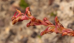Disa reticulata