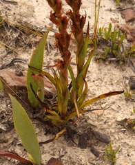 Disa reticulata