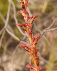 Disa reticulata