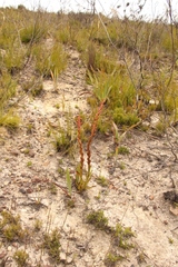 Disa reticulata