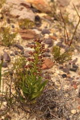 Brachycorythis macowaniana